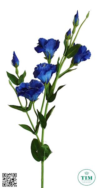 EUSTOMA GAŁĄZKA SUN345 GRANATOWY