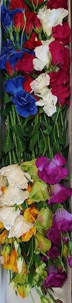 EUSTOMA GAŁĄZKA SUN345 MIX7 MIX KOLOR