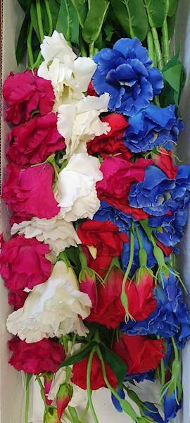 EUSTOMA GAŁĄZKA SUN345 MIX7 MIX KOLOR