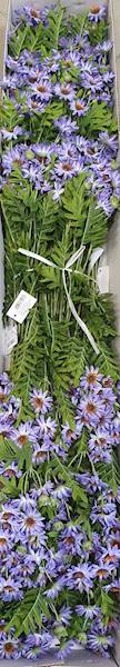 ASTER GAŁĄZKA SUN303 FIOLETOWY