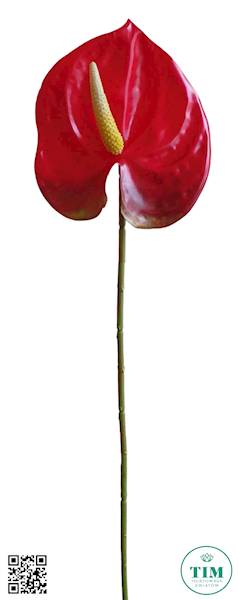ANTHURIUM GAŁĄZKA ERA1017 CZERWONY