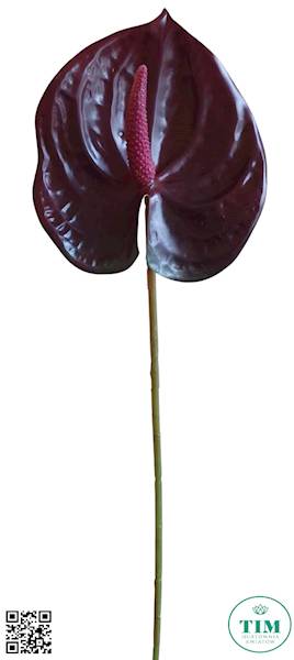 ANTHURIUM GAŁĄZKA ERA1017 BURGUND