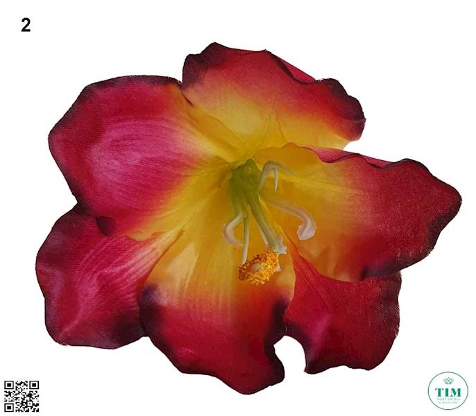 AMARYLIS WYROBOWY X12 FME072428A MIX KOLOR