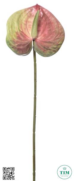 ANTHURIUM GAŁĄZKA ERA1017 RÓŻOWO ZIELONY
