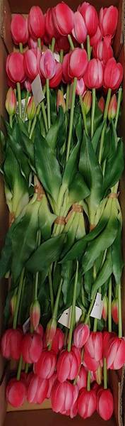 TULIPAN BUKIET GUMOWANY TLRJ071 RÓŻOWY CIEMNY