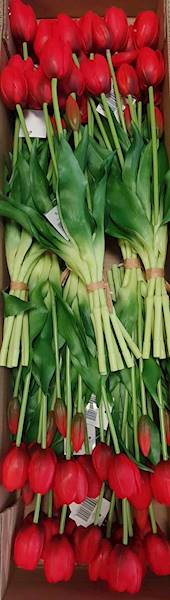 TULIPAN BUKIET GUMOWANY TLRJ074 CZERWONY