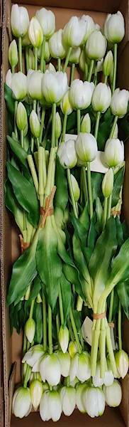 TULIPAN BUKIET GUMOWANY TLRJ073 BIAŁY