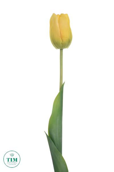 TULIPAN GAŁĄZKA X12 ART258 ŻÓŁTY