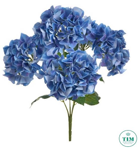 HORTENSJA BUKIET KLM1153 MIX1 MIX KOLOR