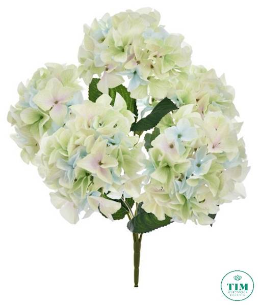 HORTENSJA BUKIET KLM1153 MIX1 MIX KOLOR