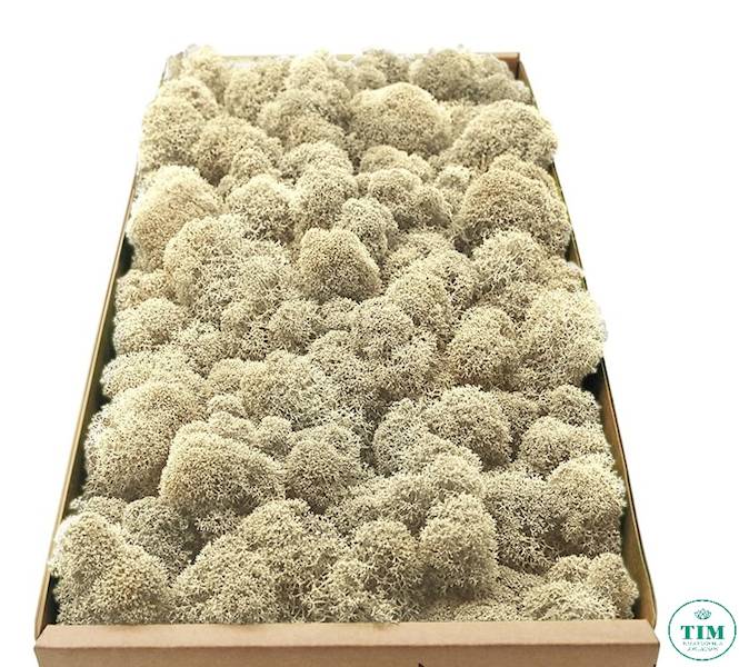 MECH CHROBOTEK PUDEŁKO NATURALNY 300GR