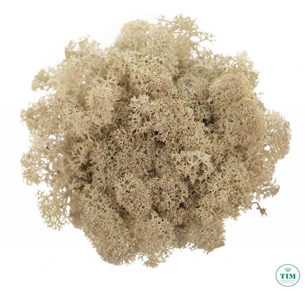 MECH CHROBOTEK PUDEŁKO NATURALNY 300GR