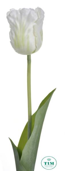 TULIPAN GAŁĄZKA X12 ART260 BIAŁY