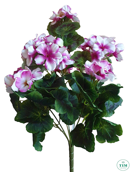 PELARGONIA BUKIET JTTZK9 MIX KOLOR