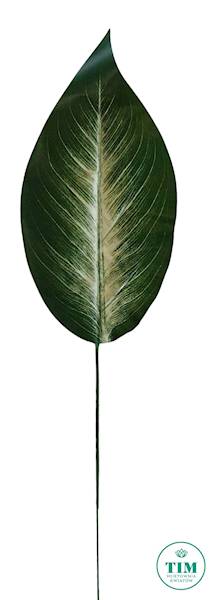 LIŚĆ HOSTA X12 VIP555411 ZIELONY