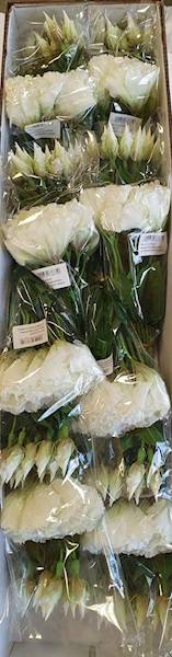 EUSTOMA PIK X12 SUN357 ZIELONKAWY