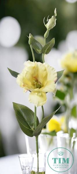 EUSTOMA PIK X12 SUN357 ŻÓŁTY