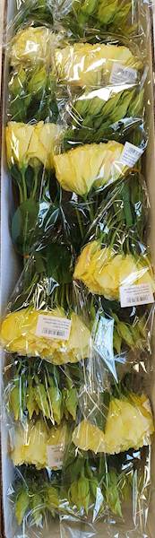 EUSTOMA PIK X12 SUN357 ŻÓŁTY