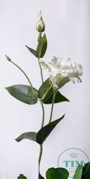 EUSTOMA PIK X12 SUN357 KREMOWY
