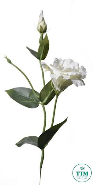 EUSTOMA PIK X12 SUN357 KREMOWY