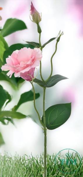EUSTOMA PIK X12 SUN357 RÓŻOWY