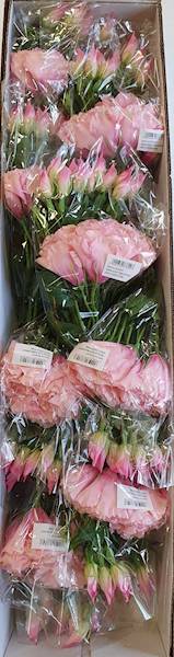 EUSTOMA PIK X12 SUN357 RÓŻOWY