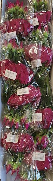 EUSTOMA PIK X12 SUN357 FUKSJA