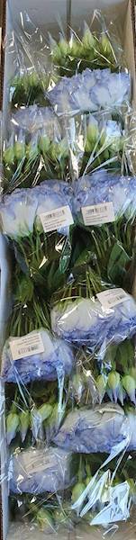 EUSTOMA PIK X12 SUN357 BŁĘKITNY