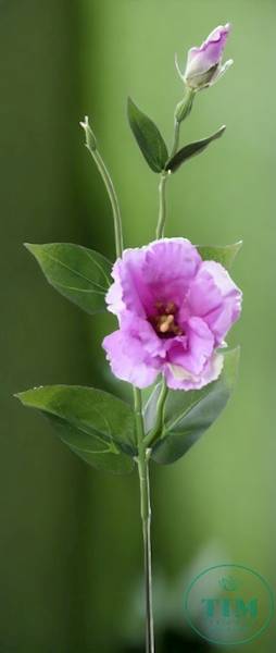 EUSTOMA PIK X12 SUN357 WRZOSOWY