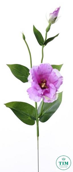 EUSTOMA PIK X12 SUN357 WRZOSOWY