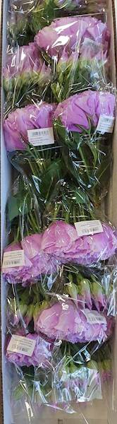 EUSTOMA PIK X12 SUN357 WRZOSOWY