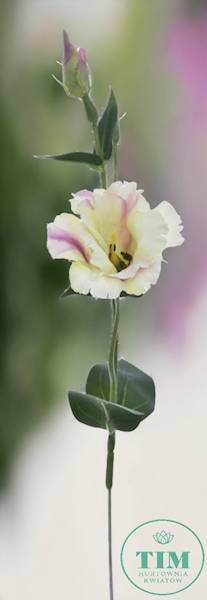EUSTOMA PIK X12 SUN357 KREMOWY