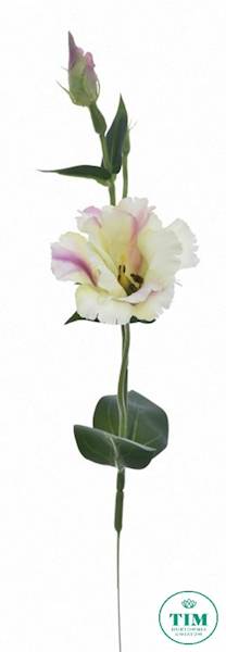 EUSTOMA PIK X12 SUN357 KREMOWY
