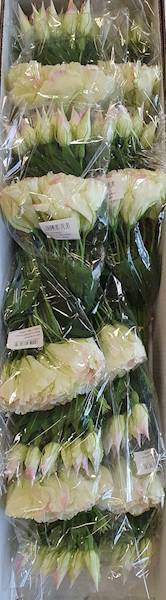 EUSTOMA PIK X12 SUN357 KREMOWY