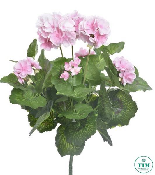 PELARGONIA BUKIET SUN534 RÓŻOWY