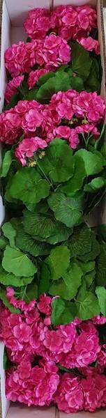 PELARGONIA BUKIET SUN534 RÓŻOWY