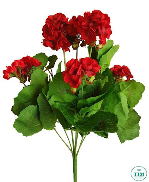 PELARGONIA BUKIET SUN534 CZERWONY