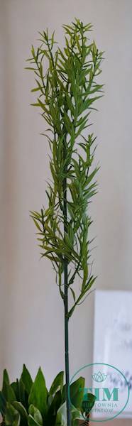 ASPARAGUS GAŁĄZKA X12 ART256 ZIELONY