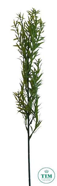 ASPARAGUS GAŁĄZKA X12 ART256 ZIELONY