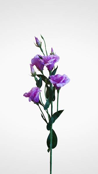 EUSTOMA GAŁĄZKA SUN345 MIX2 MIX KOLOR