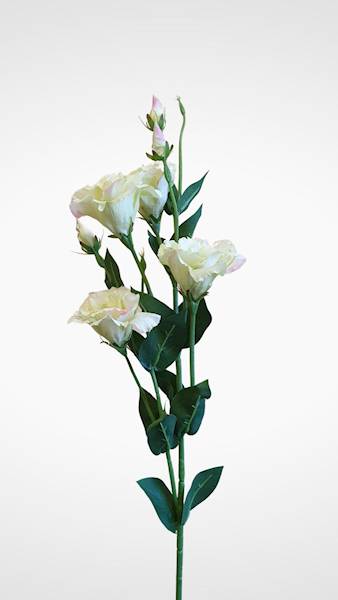 EUSTOMA GAŁĄZKA SUN345 MIX2 MIX KOLOR