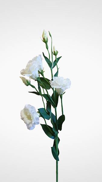 EUSTOMA GAŁĄZKA SUN345 MIX2 MIX KOLOR