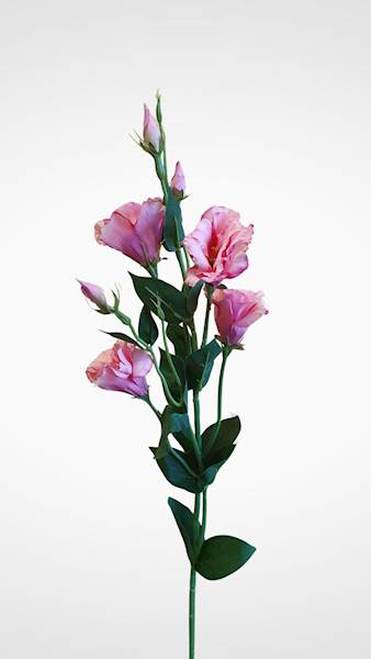 EUSTOMA GAŁĄZKA SUN345 MIX2 MIX KOLOR