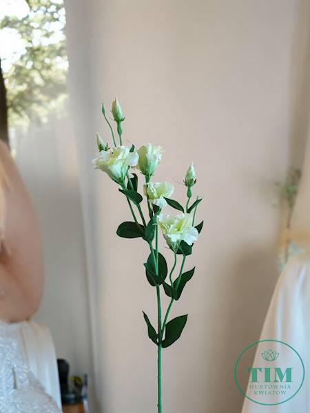 EUSTOMA GAŁĄZKA SUN345 ZIELONY JASNY