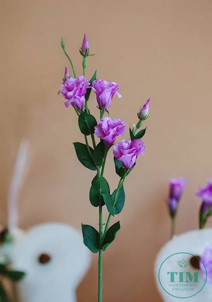 EUSTOMA GAŁĄZKA SUN345 PURPUROWY JASNY