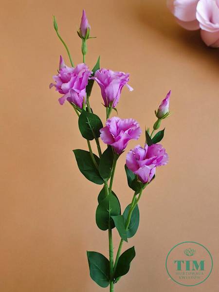 EUSTOMA GAŁĄZKA SUN345 PURPUROWY JASNY