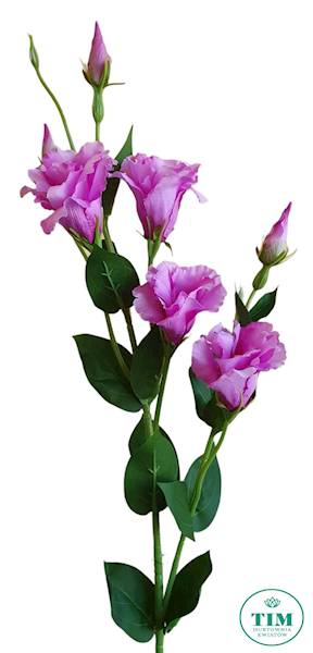 EUSTOMA GAŁĄZKA SUN345 PURPUROWY JASNY