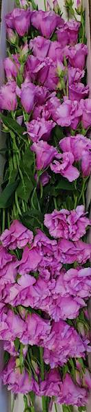 EUSTOMA GAŁĄZKA SUN345 PURPUROWY JASNY