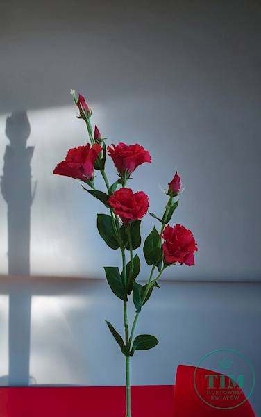 EUSTOMA GAŁĄZKA SUN345 CZERWONY
