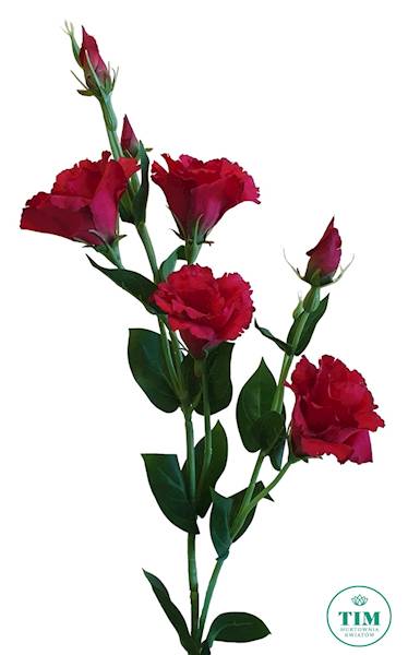 EUSTOMA GAŁĄZKA SUN345 CZERWONY